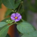Solanum aviculare Květ