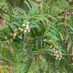 Torreya californica Folha