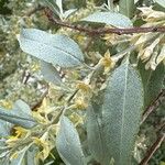 Elaeagnus angustifolia Leaf