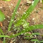 Eragrostis unioloides Квітка