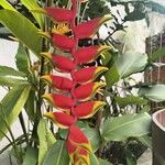 Heliconia rostrata Çiçek