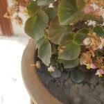 Begonia cucullata Feuille
