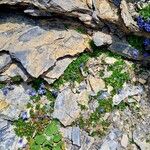 Campanula cenisia Habitatea