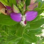 Polygala myrtifoliaFloro