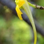 Angraecum ochraceum Blomst