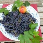 Vitis labrusca Fruchs