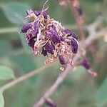 Amorpha fruticosa Квітка