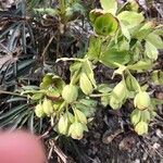 Helleborus foetidusКветка