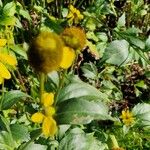 Rudbeckia laciniata Fruit