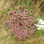 Daucus carotaKita