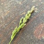 Poa pratensis Bleunienn