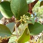 Passovia pyrifolia Flor