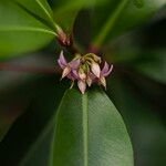 Ardisia elliptica Flower