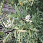 Daphne acutiloba Blüte