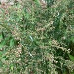 Artemisia princeps Květ