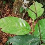 Cleistanthus ripicola Hoja
