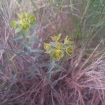 Euphorbia clementei