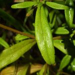 Clinopodium glabellum Leaf