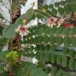 Phyllanthus pulcher Blomst