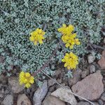 Eriogonum caespitosum Hábitos