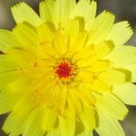 Malacothrix glabrata Flower