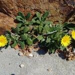 Calendula suffruticosa Fleur