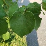 Cercis canadensis Blatt