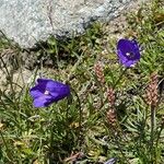 Campanula scheuchzeri Flower