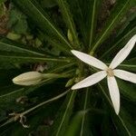 Hippobroma longiflora Virág