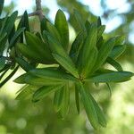 Podocarpus latifolius Leaf