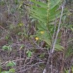 Lethedon oblonga Habitat