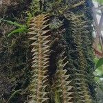 Dichaea hystricina Лист