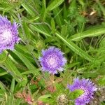 Stokesia laevis 整株植物