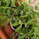 Euphorbia hypericifolia Bloem