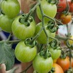 Solanum lycopersicum Plod