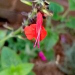 Salvia coccinea 花