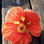 Callianthe picta Flor