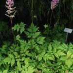 Astilbe rubra Flower