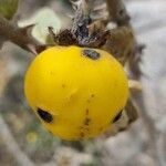 Solanum incanum Fruit