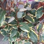 Elaeagnus pungensList