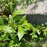 Salix pentandra 葉