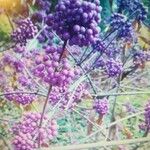 Callicarpa americana Fruit