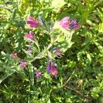 Echium creticum Flower