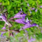 Salvia interrupta Λουλούδι