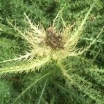 Cirsium spinosissimum Fruit