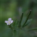 Epilobium roseum Flors
