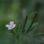 Epilobium roseum Kvet