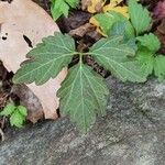 Cardamine diphyllaഇല