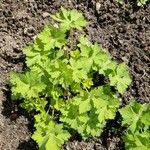 Geranium platypetalumLeaf