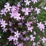 Phlox diffusa Fiore